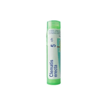 compare product Clematis erecta 5 ch